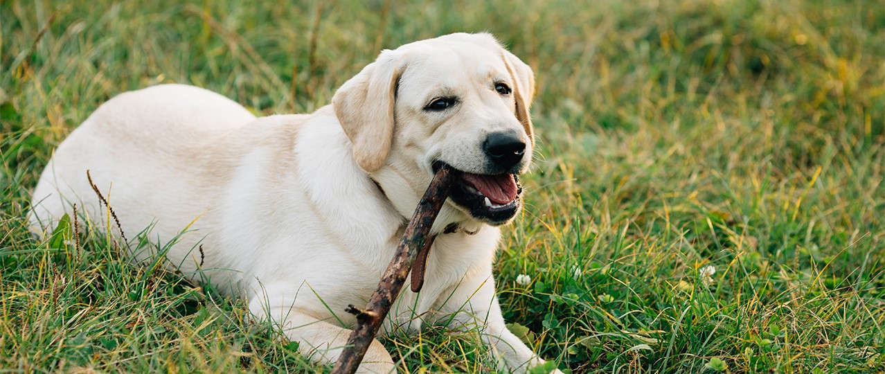 Büyükçekmece Günlük Köpek Kreşi