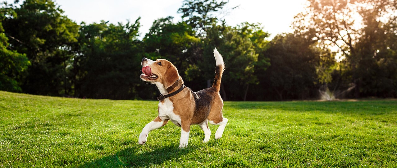 Köpek Eğitiminin Önemi