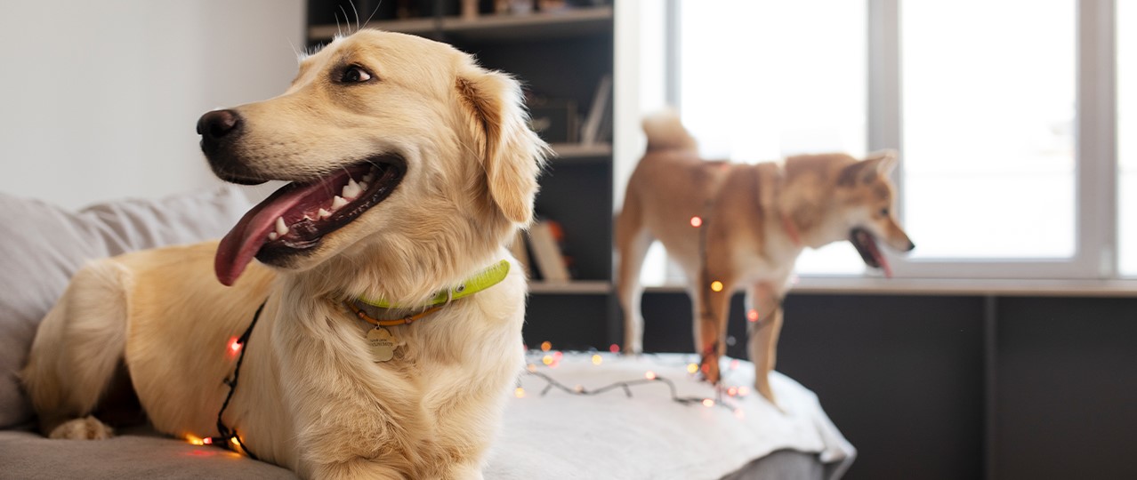 Hadımköy Günlük Köpek Kreşi