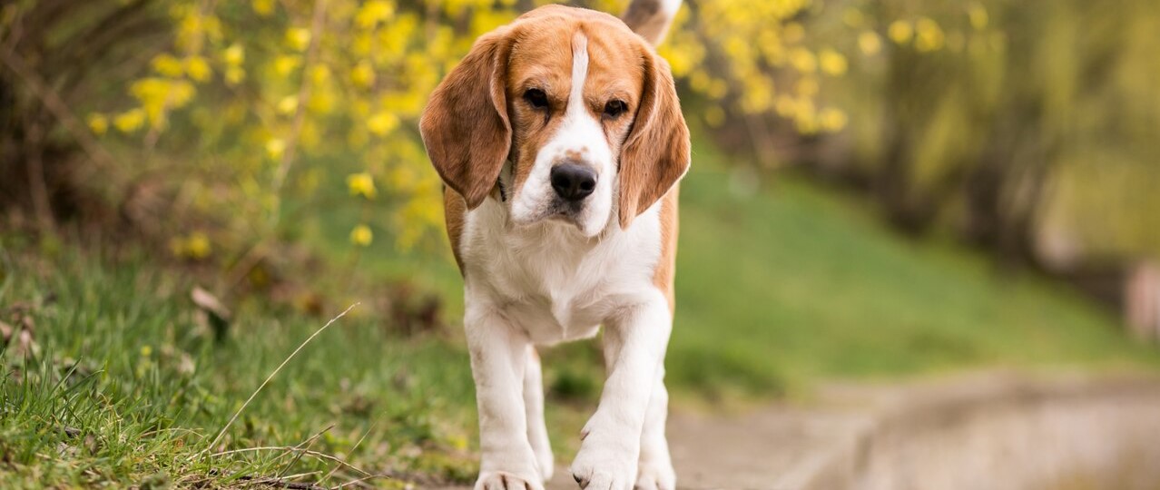 HadımKöy Köpek Eğtimi