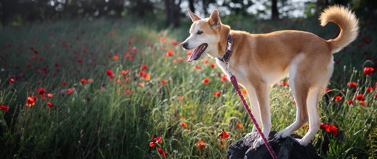 Yavru Köpek Bakımı