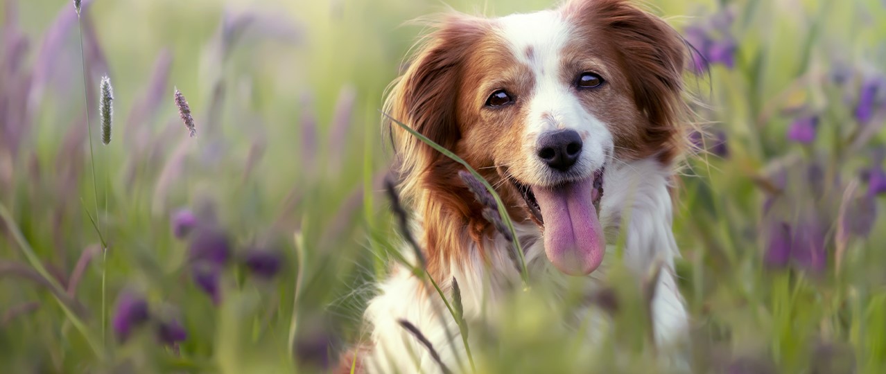 Arnavutköy Günlük Köpek Kreşi