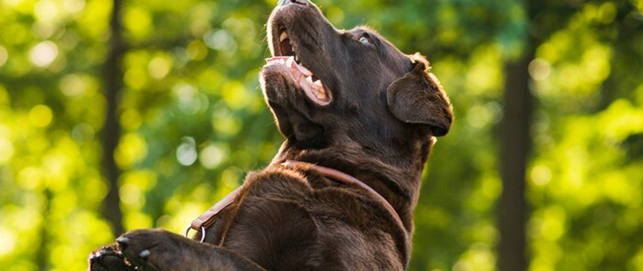 Hadımköy Köpek Otelleri