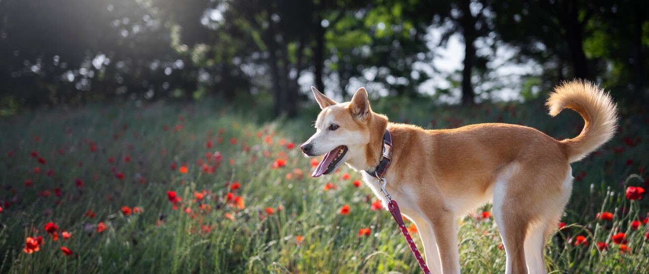 Hadımköy Köpek Pansiyonu