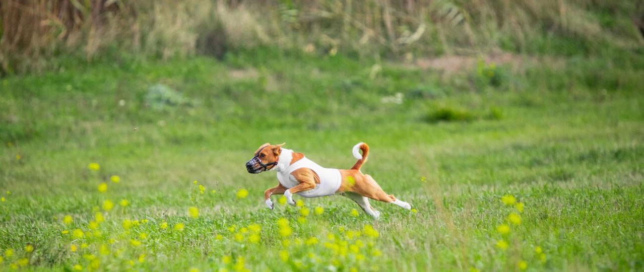 Bahçeşehir Köpek Pansiyonu