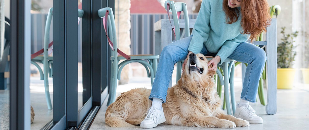 Büyükçekmece Köpek Eğitimi