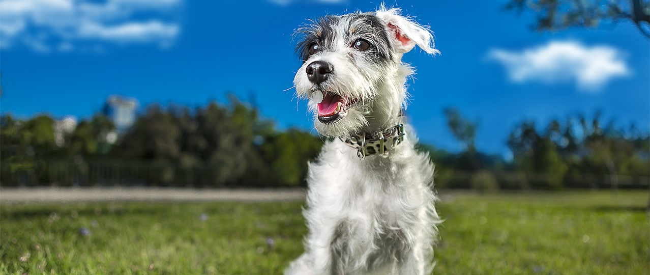 İstanbul Köpek Kreşi