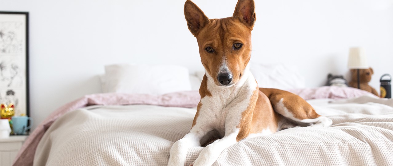 Yeşilbayır Günlük Köpek Kreşi