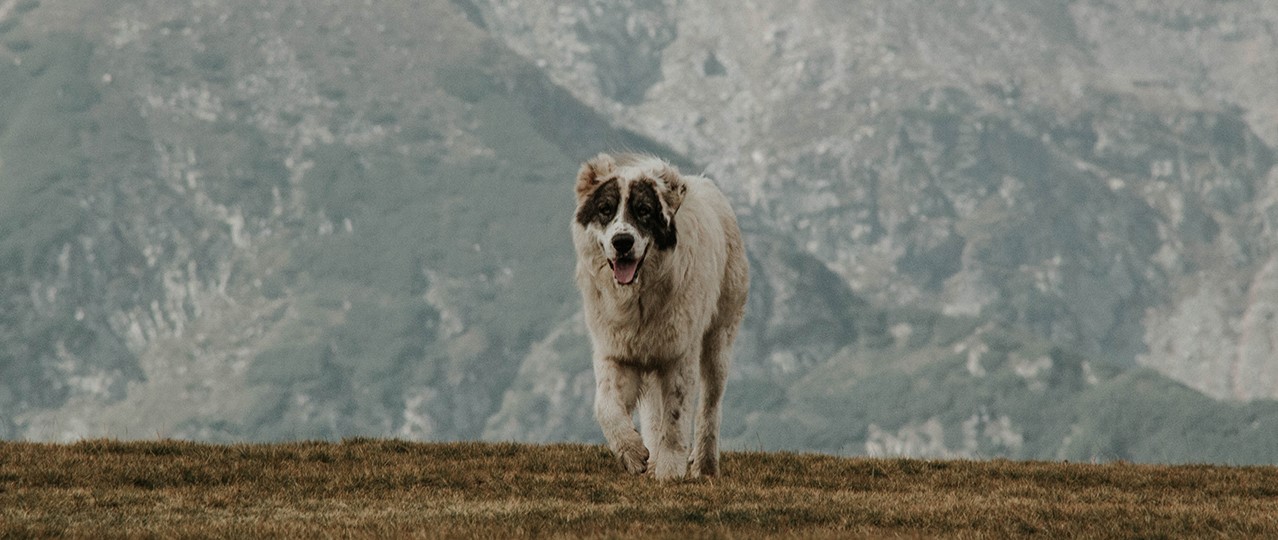 Hadımköy'deki Pet Oteller