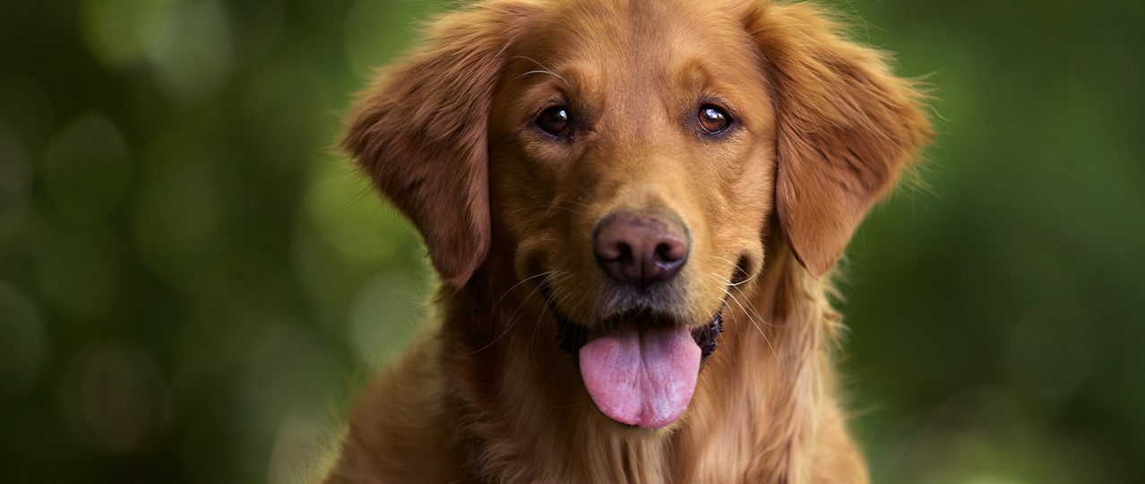 Bahçeşehir Günlük Köpek Kreşi