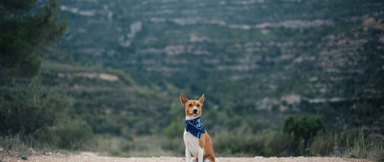 Büyükçekmece Köpek Pansiyonu