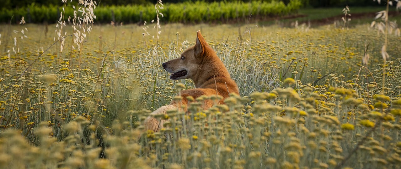 Köpek Temizliği ve Bakımı